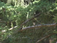 Bergfluiter [Phylloscopus bonelli]